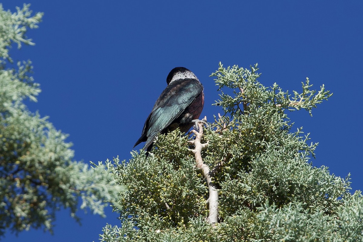 Lewis's Woodpecker - ML644037587