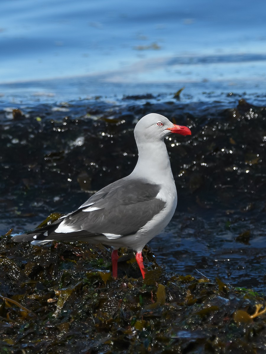 racek magellanský - ML644037591