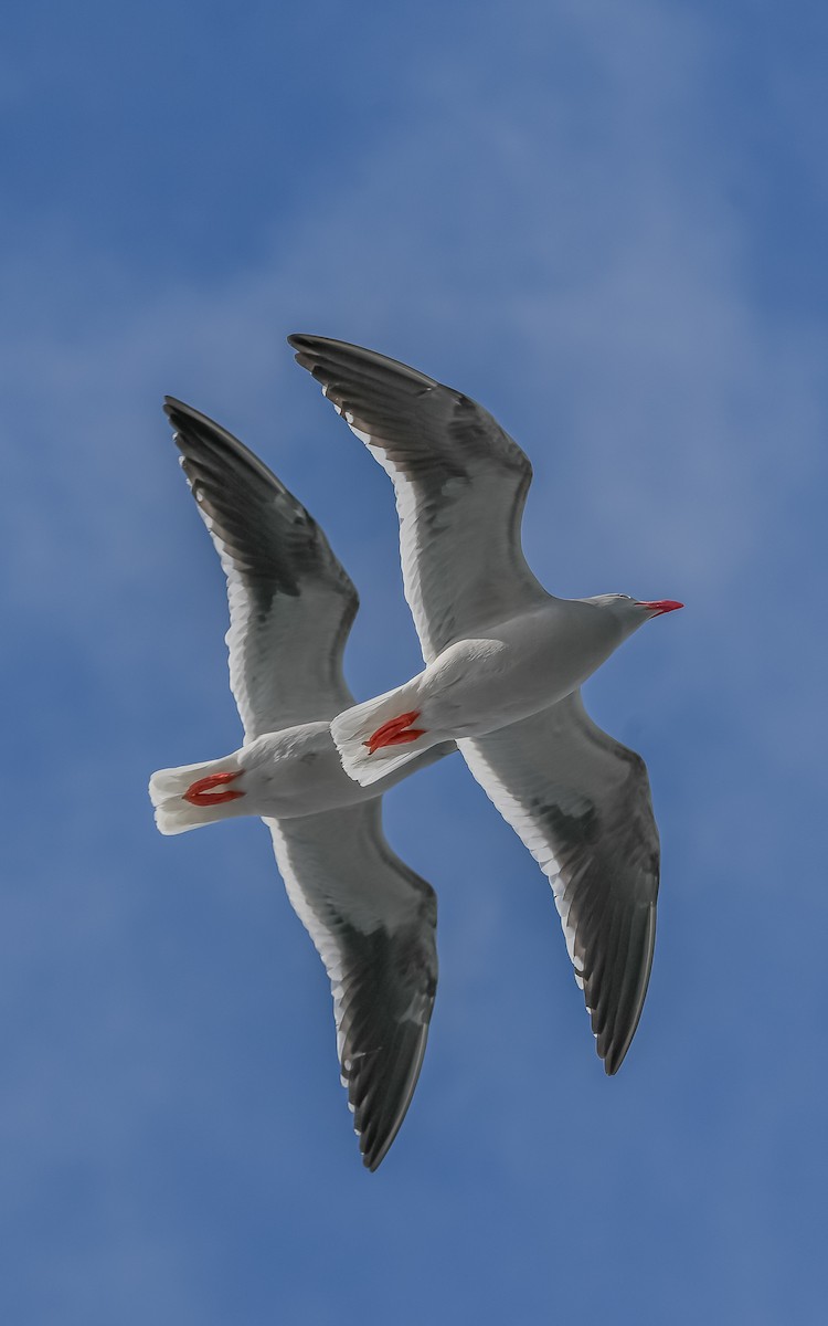 racek magellanský - ML644037592