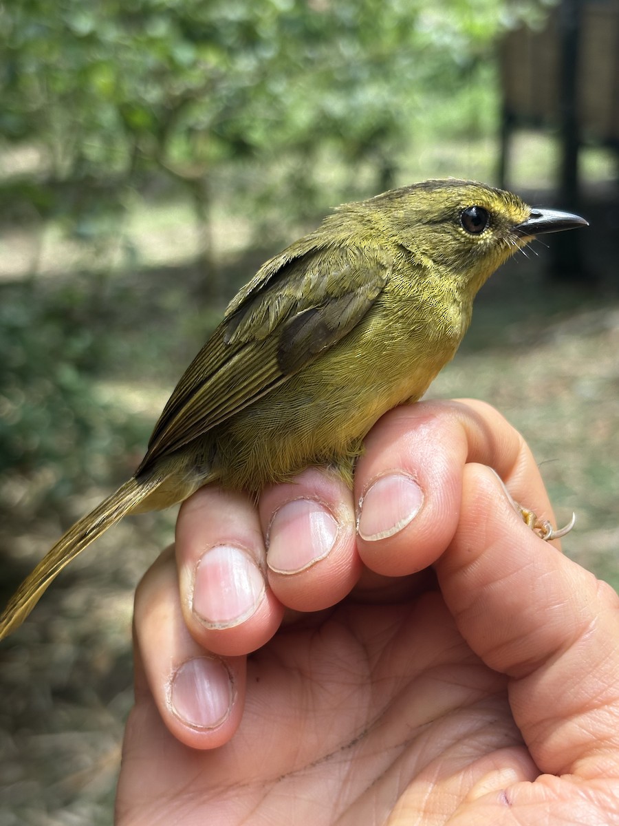 Двухполосый певун - ML644037605