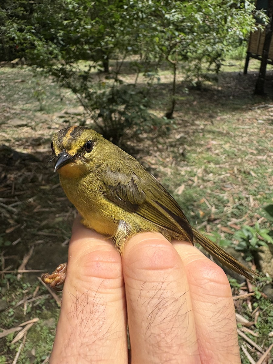 Двухполосый певун - ML644037606