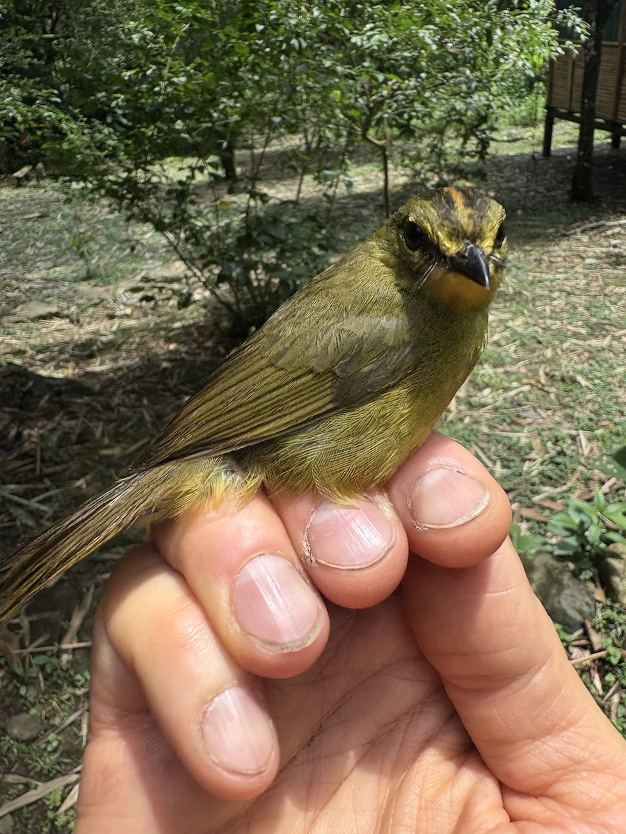 Двухполосый певун - ML644037607