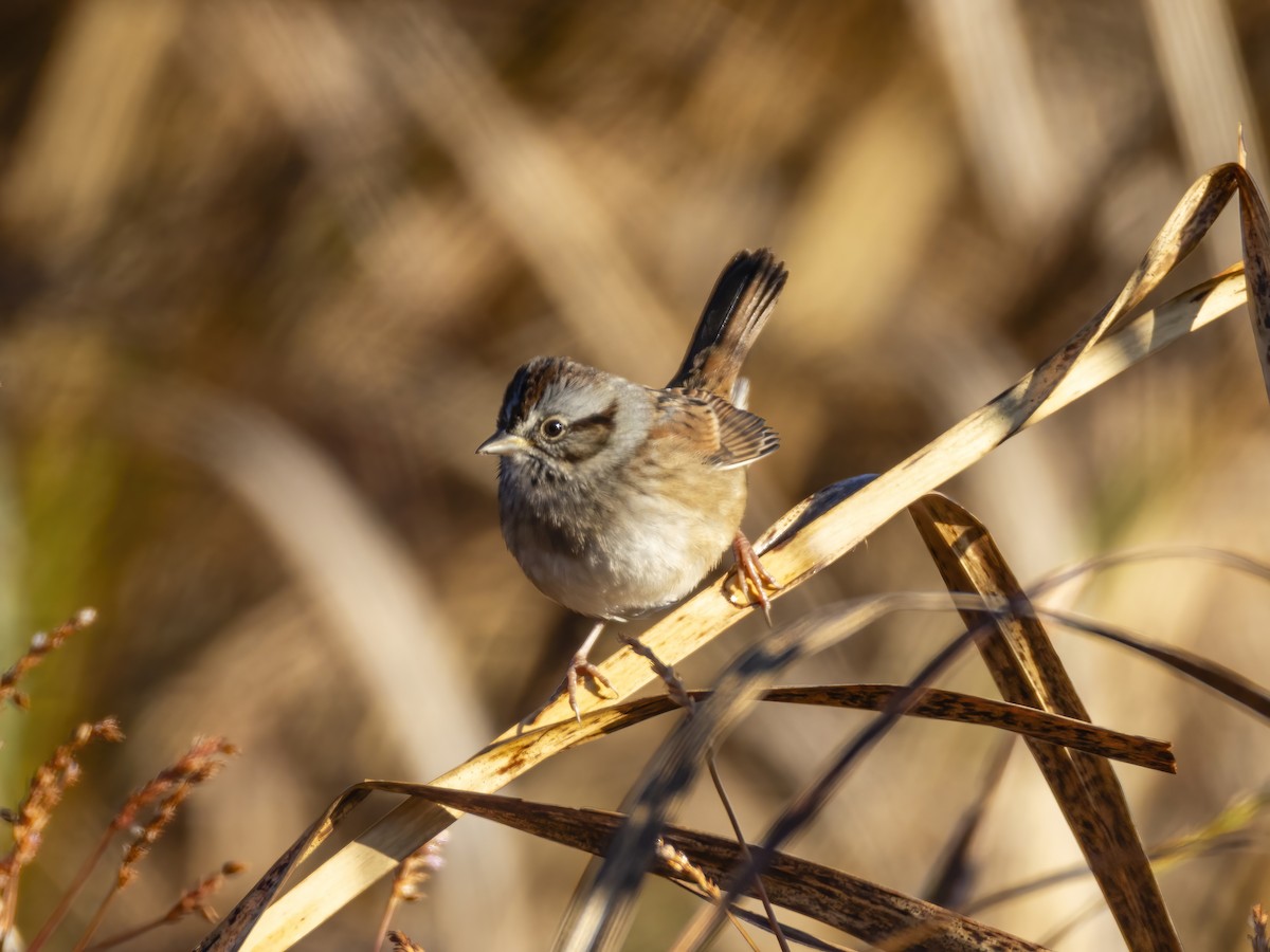 Swamp Sparrow - ML644037611