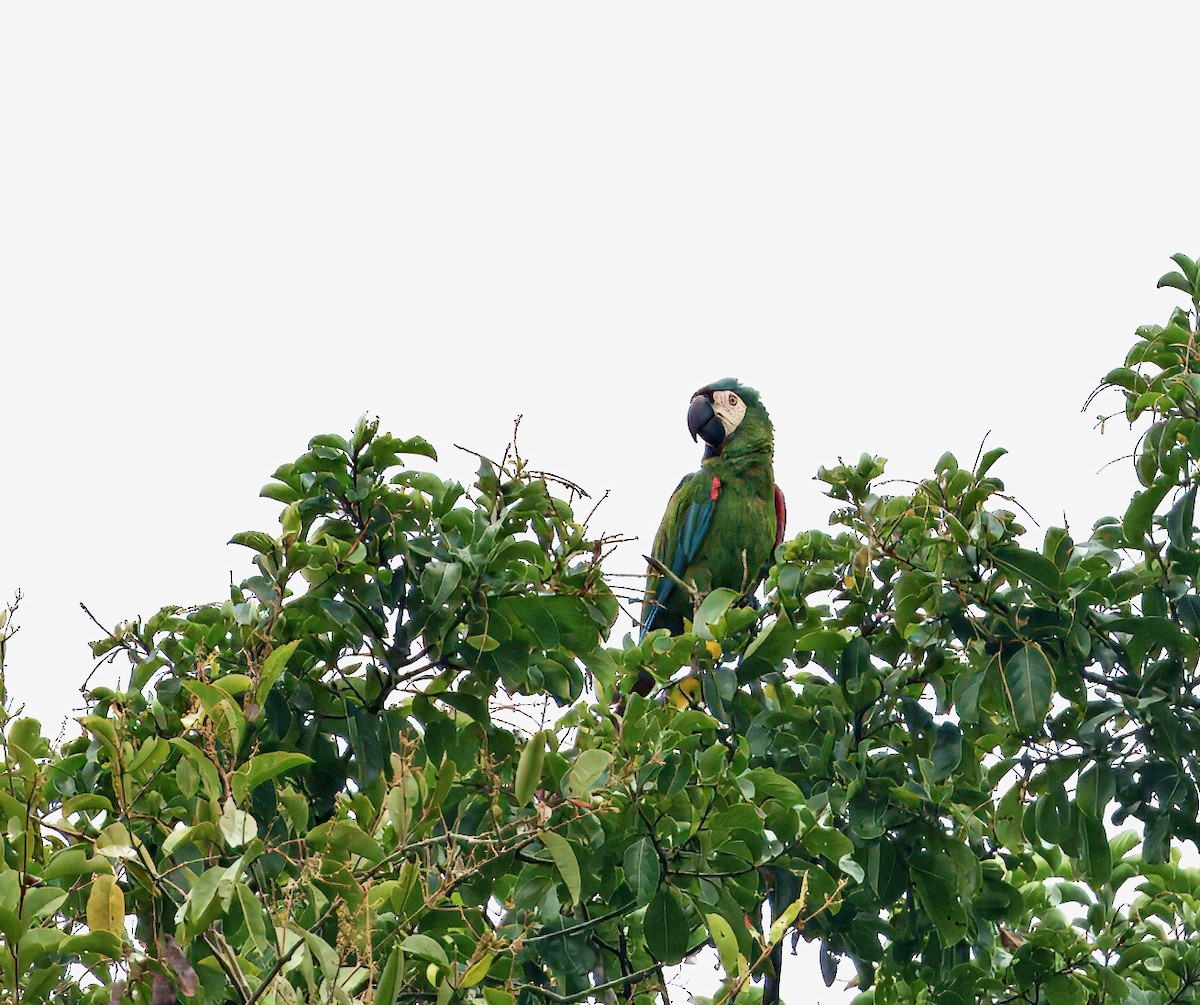 Ara vert - ML644037614