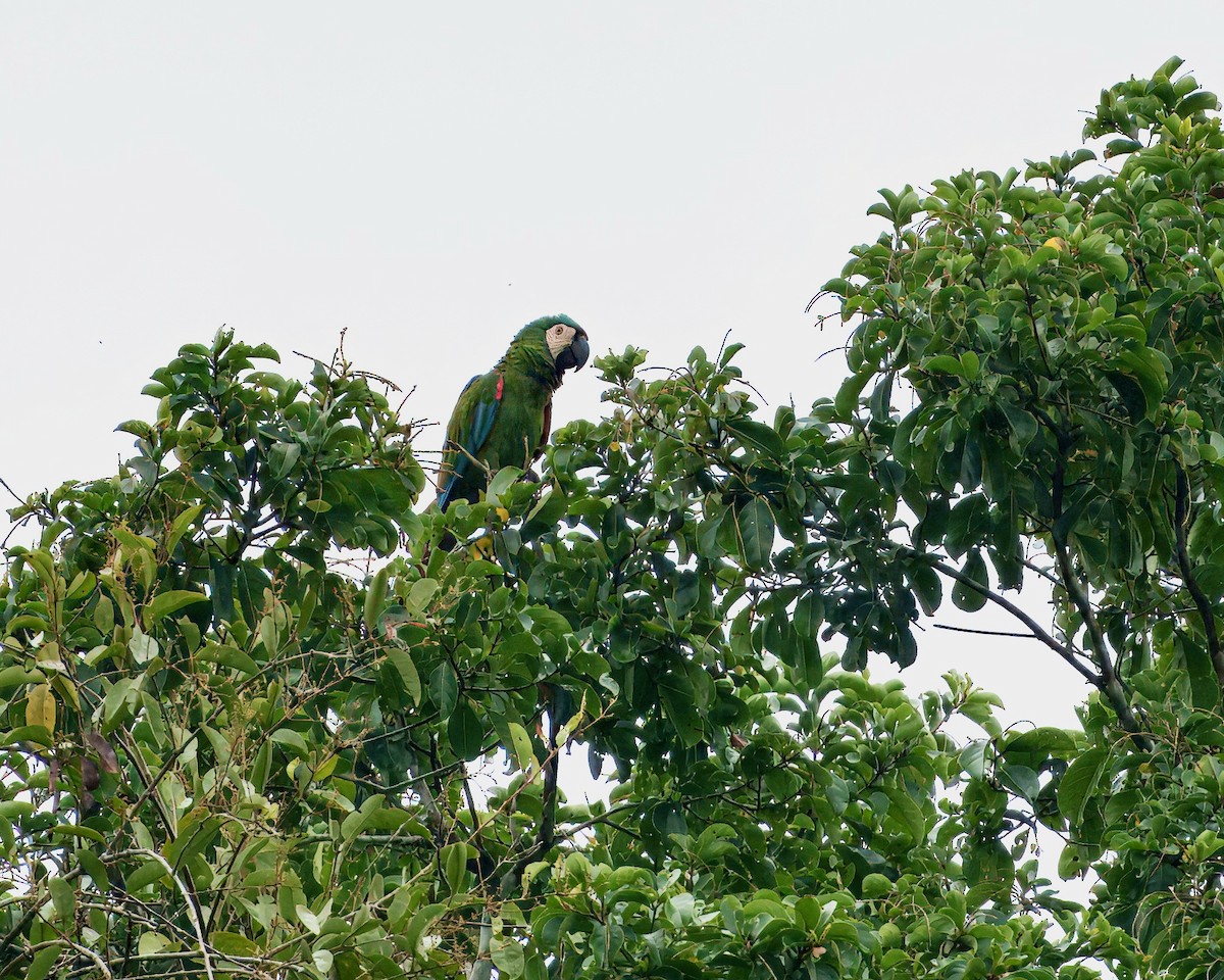 Ara vert - ML644037616
