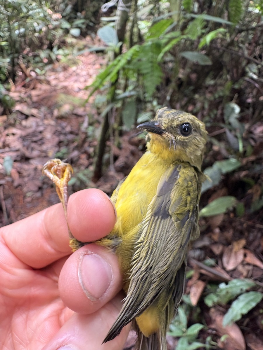 Двухполосый певун - ML644037617