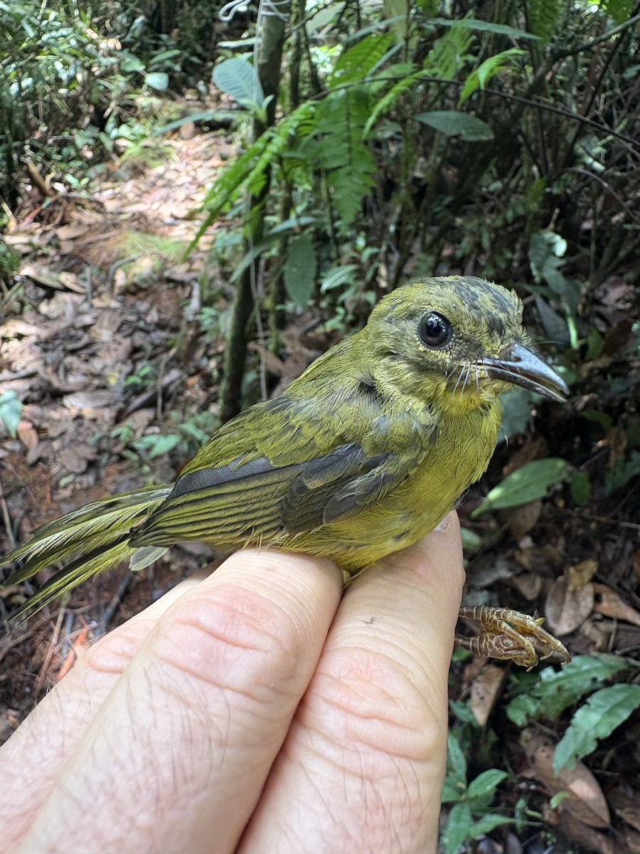 Двухполосый певун - ML644037618