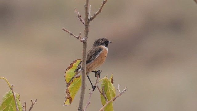 European Stonechat - ML644037619