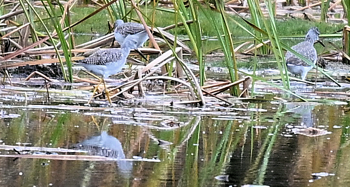 Greater Yellowlegs - ML644037636