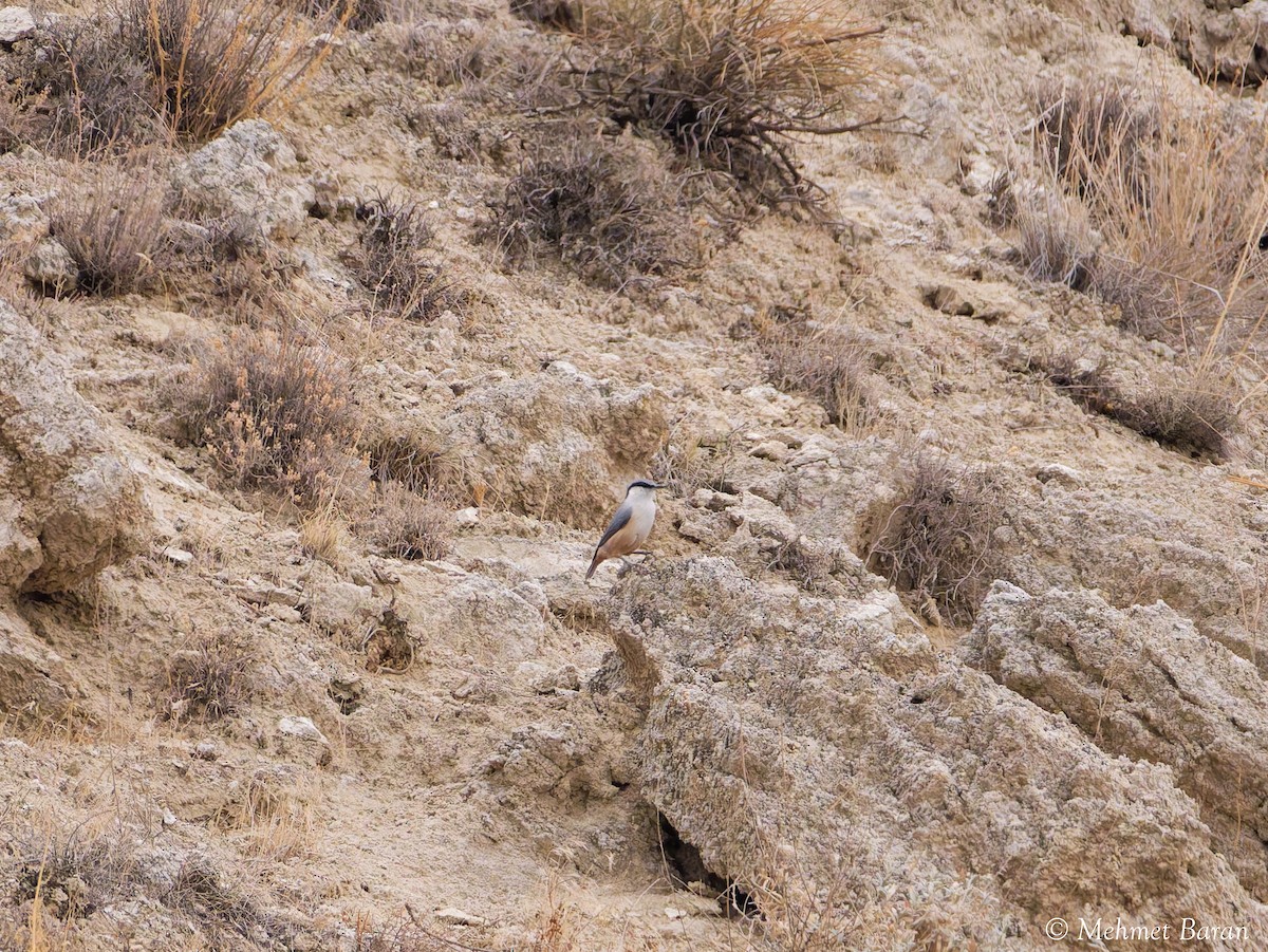 Sittelle de Neumayer - ML644037656