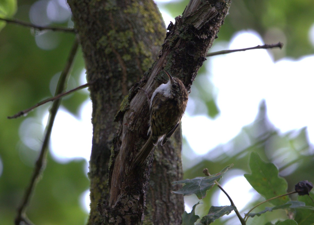 Eurasian Treecreeper - ML644037663