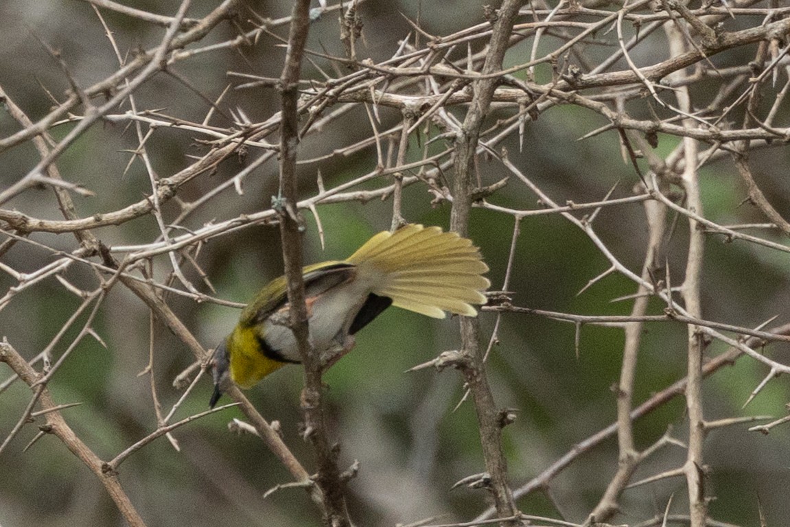 Желтогрудый апалис - ML644037671