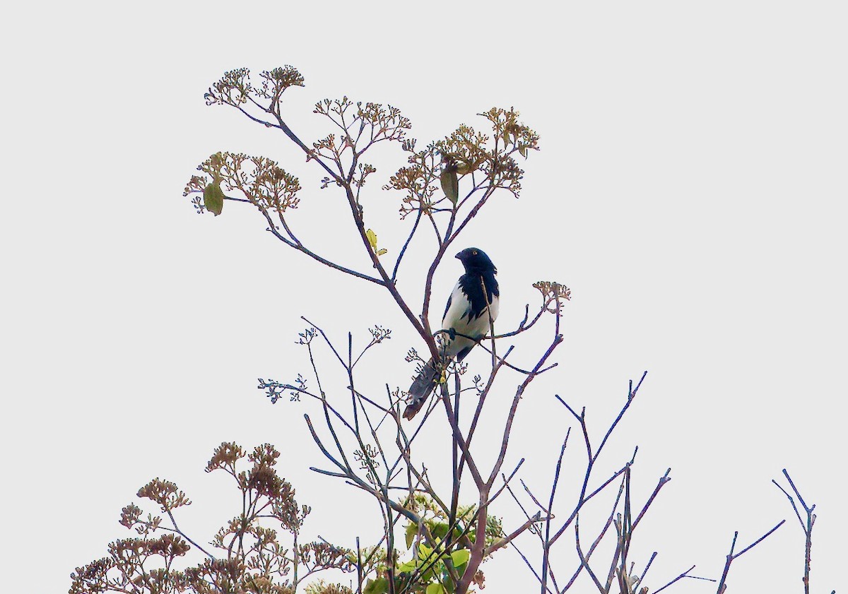 Magpie Tanager - ML644037676