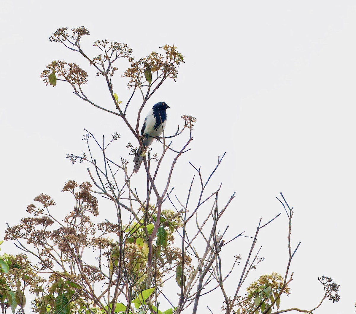 Magpie Tanager - ML644037677