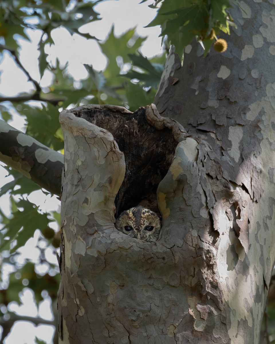 Urubi arrunta - ML644037679