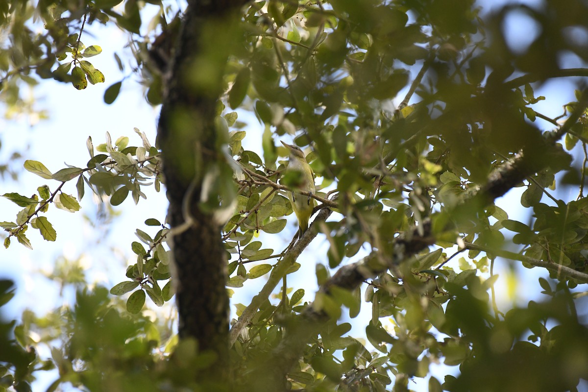 Yellow-green Vireo - ML644037682