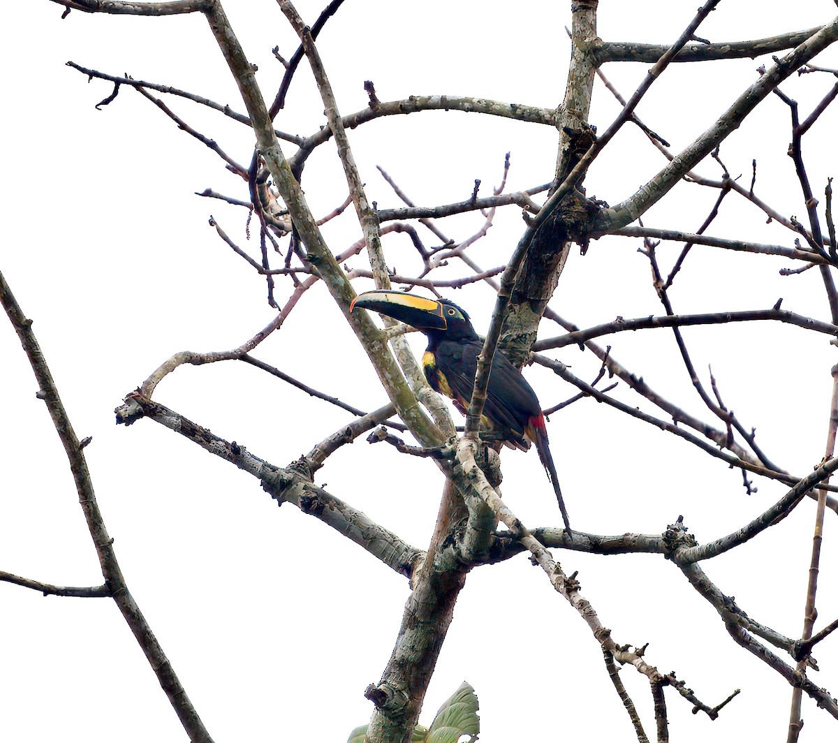 Many-banded Aracari - ML644037684