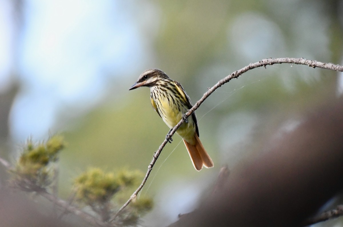 Sulphur-bellied Flycatcher - ML644037694
