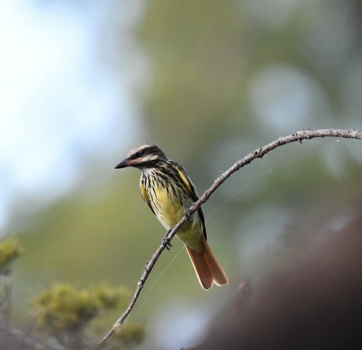 Sulphur-bellied Flycatcher - ML644037700