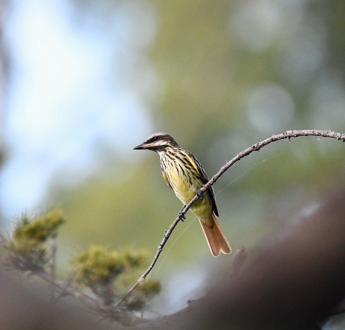Sulphur-bellied Flycatcher - ML644037707