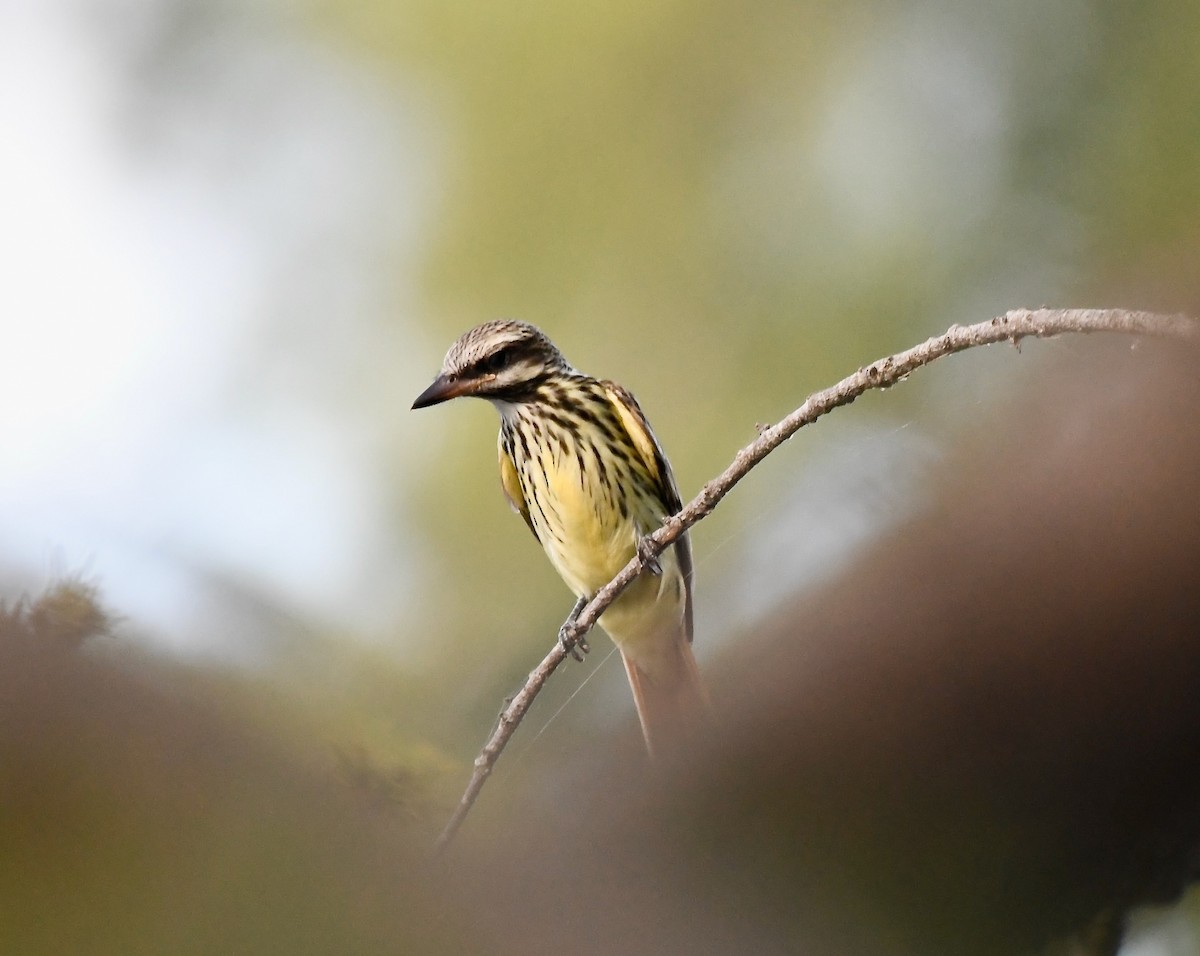 Sulphur-bellied Flycatcher - ML644037710