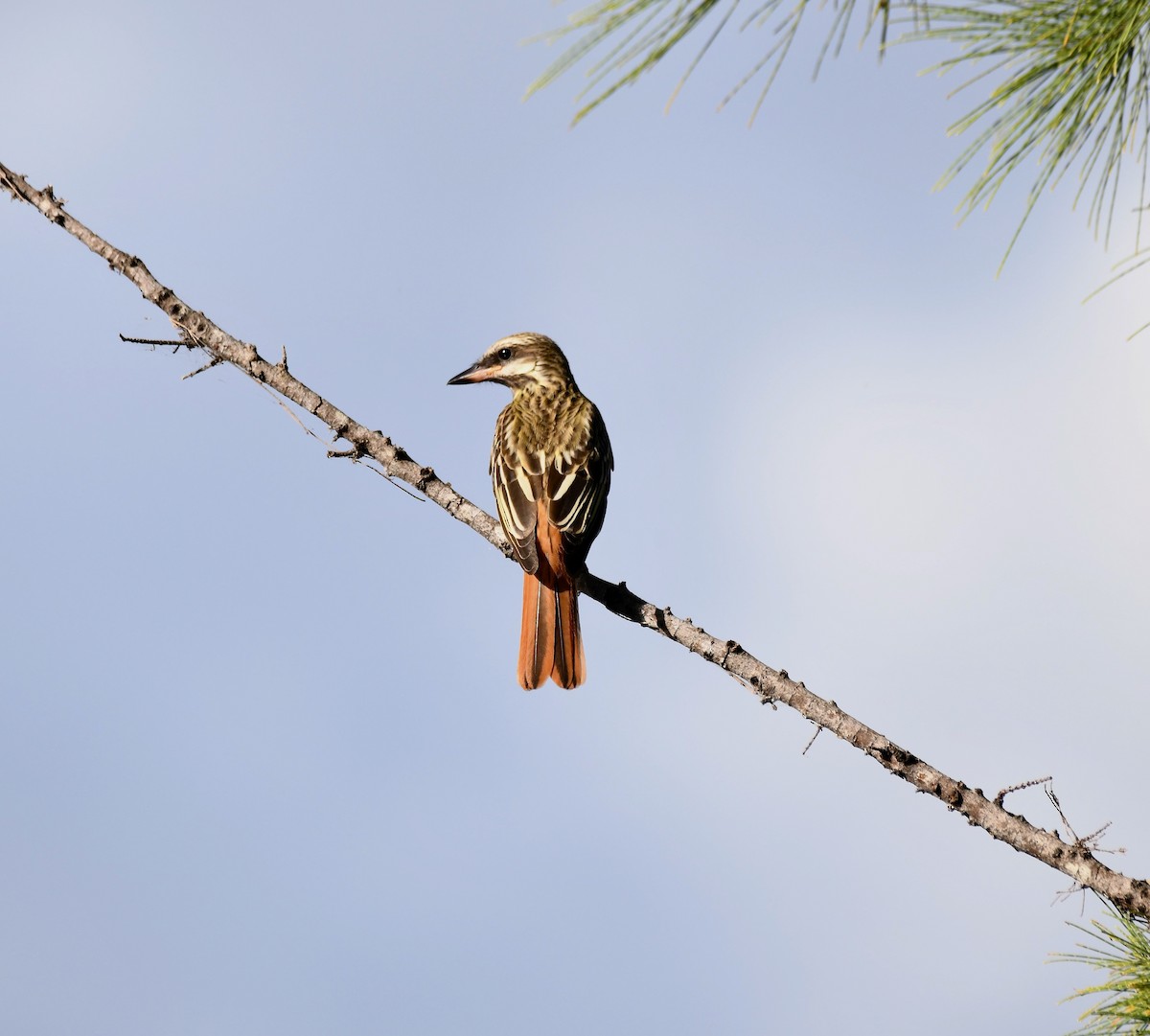 Sulphur-bellied Flycatcher - ML644037716