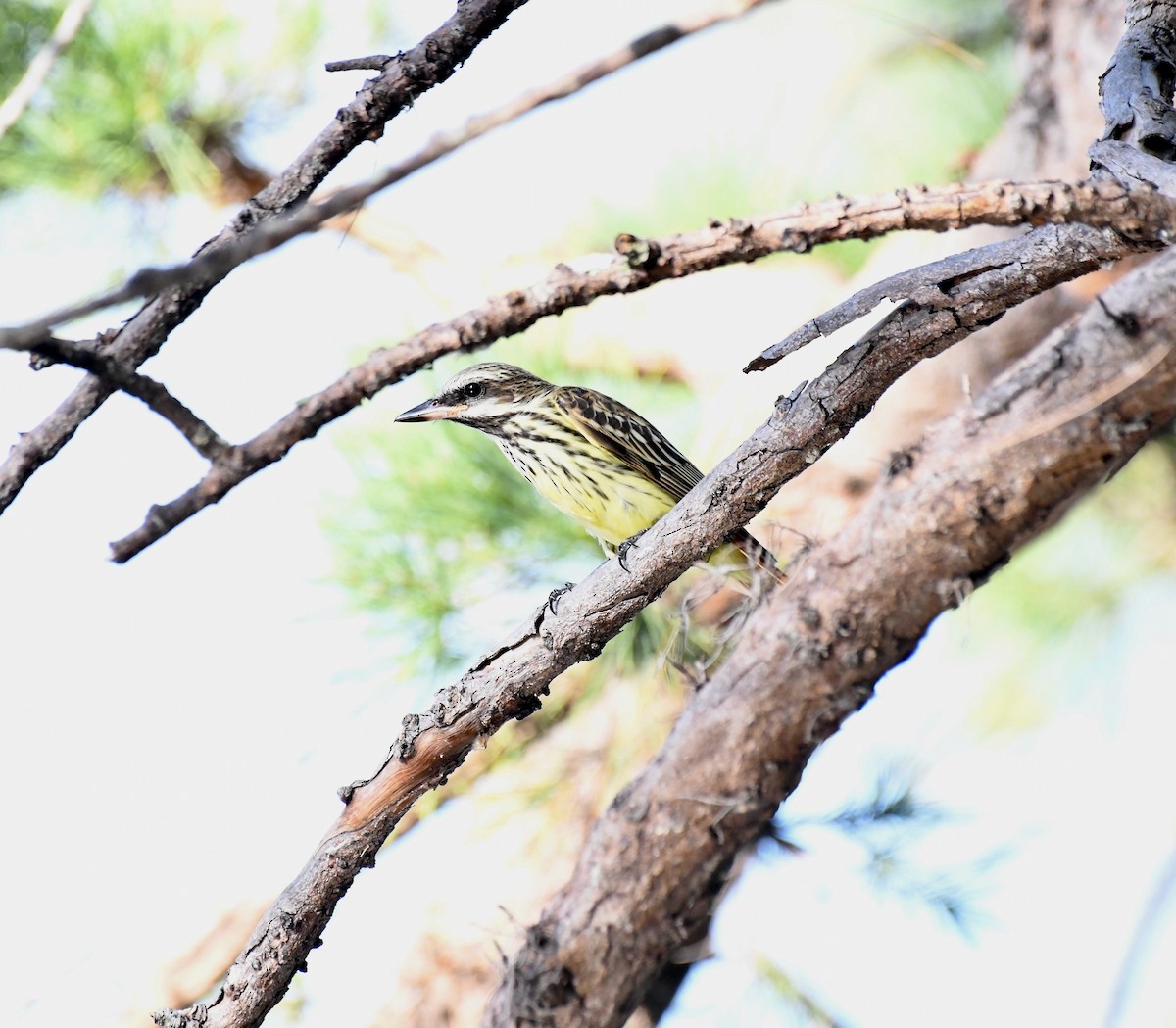 Sulphur-bellied Flycatcher - ML644037721