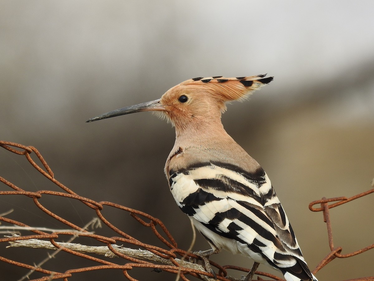 Eurasian Hoopoe - ML644037722