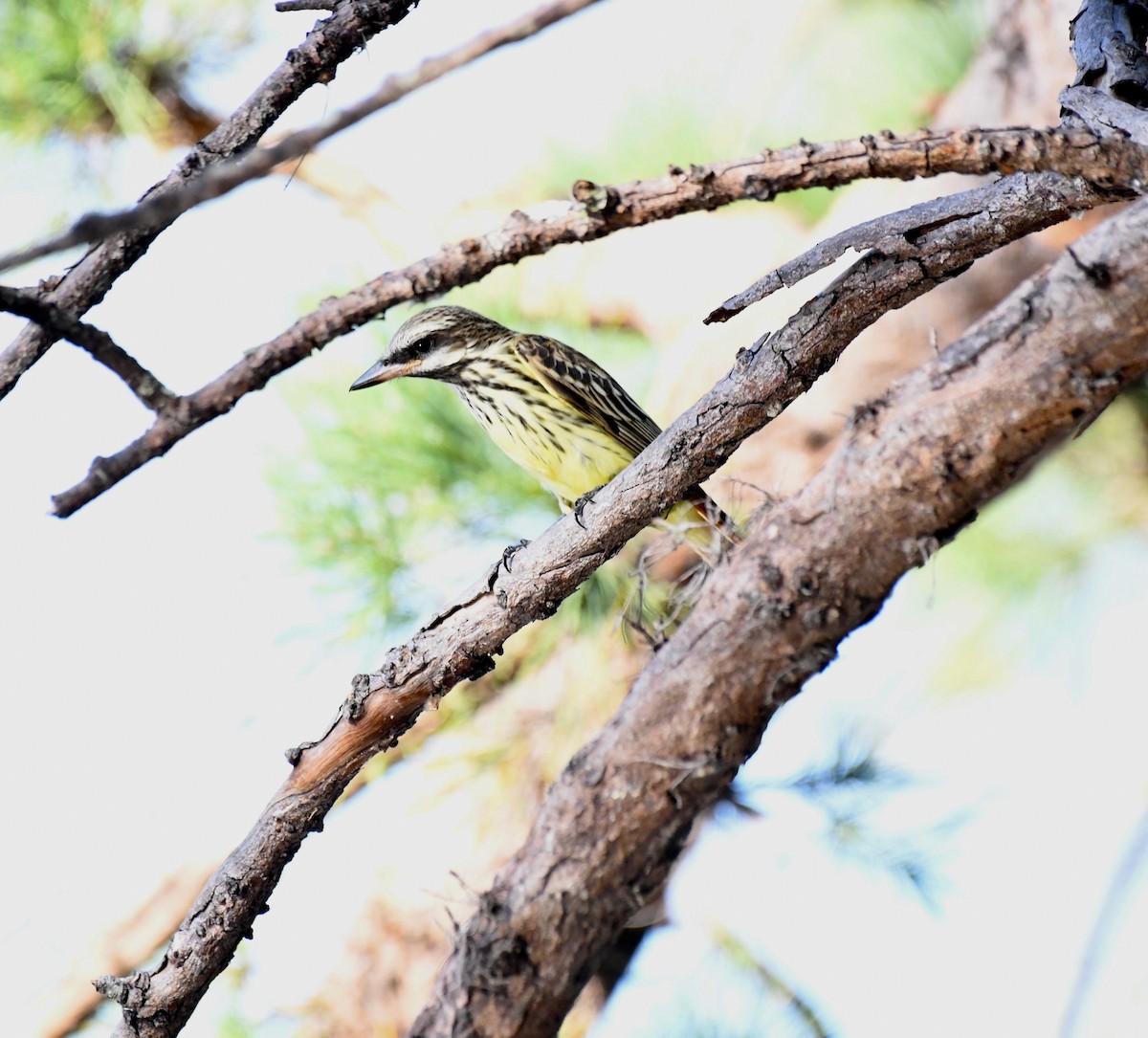 Sulphur-bellied Flycatcher - ML644037755