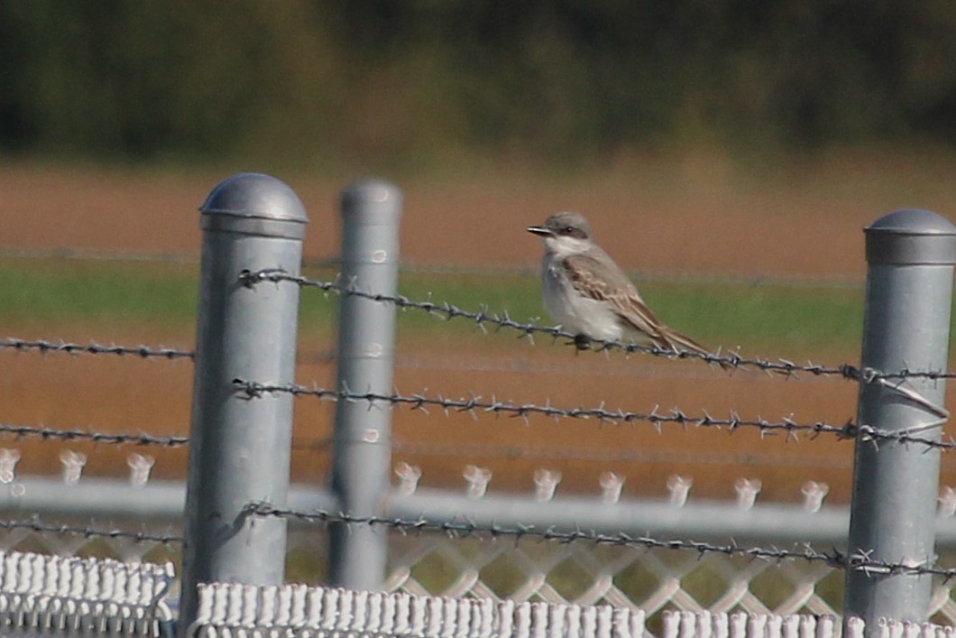 Gray Kingbird - ML644037777