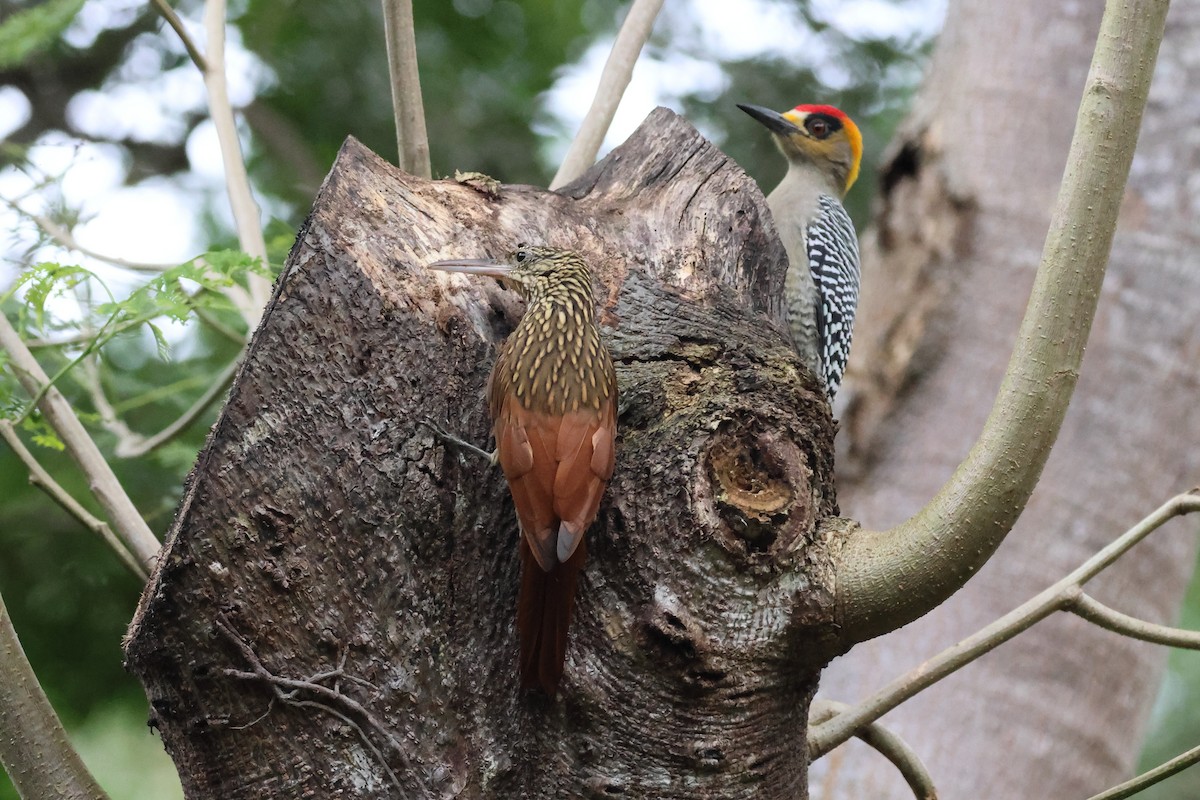 シロハシオニキバシリ - ML644037797