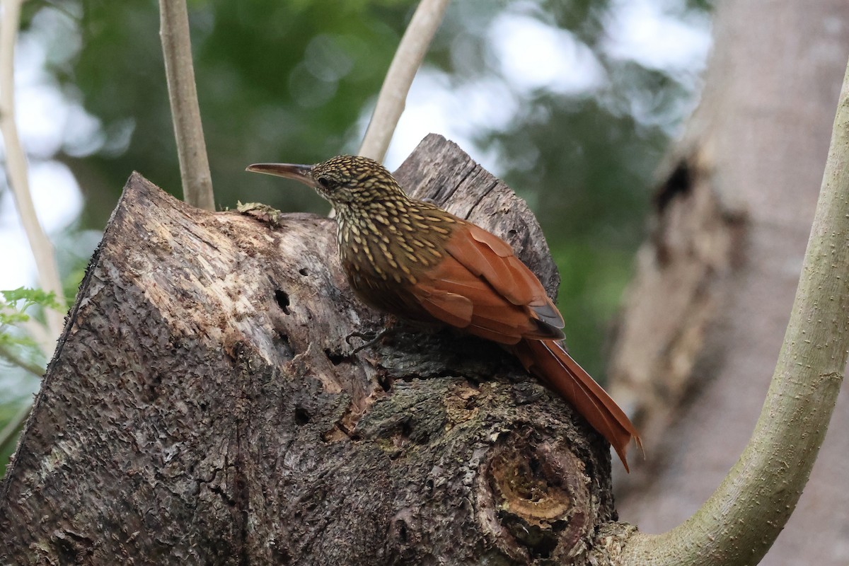 シロハシオニキバシリ - ML644037798