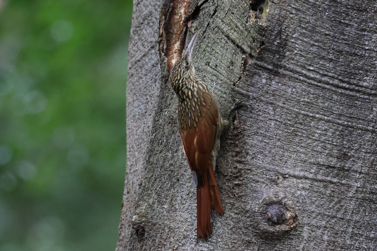 シロハシオニキバシリ - ML644037799