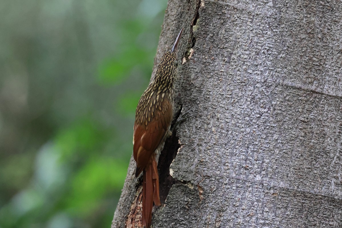 シロハシオニキバシリ - ML644037800