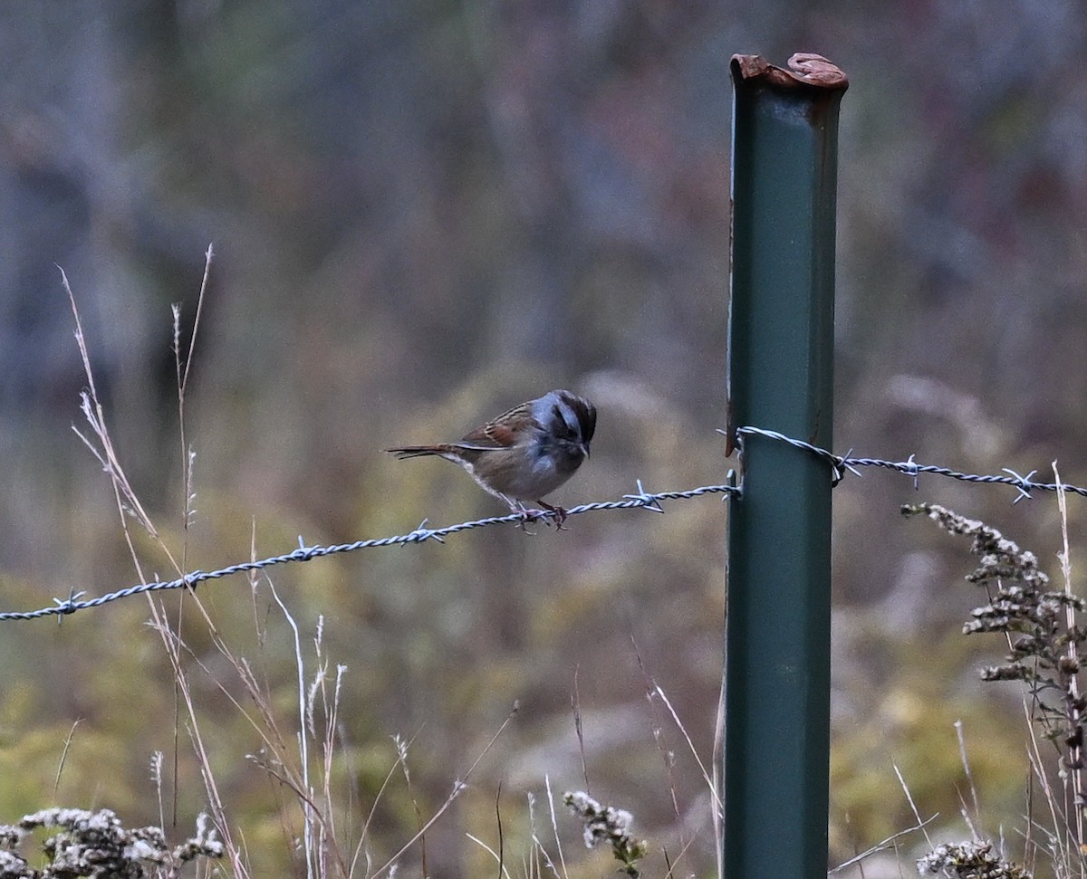 Swamp Sparrow - ML644037815