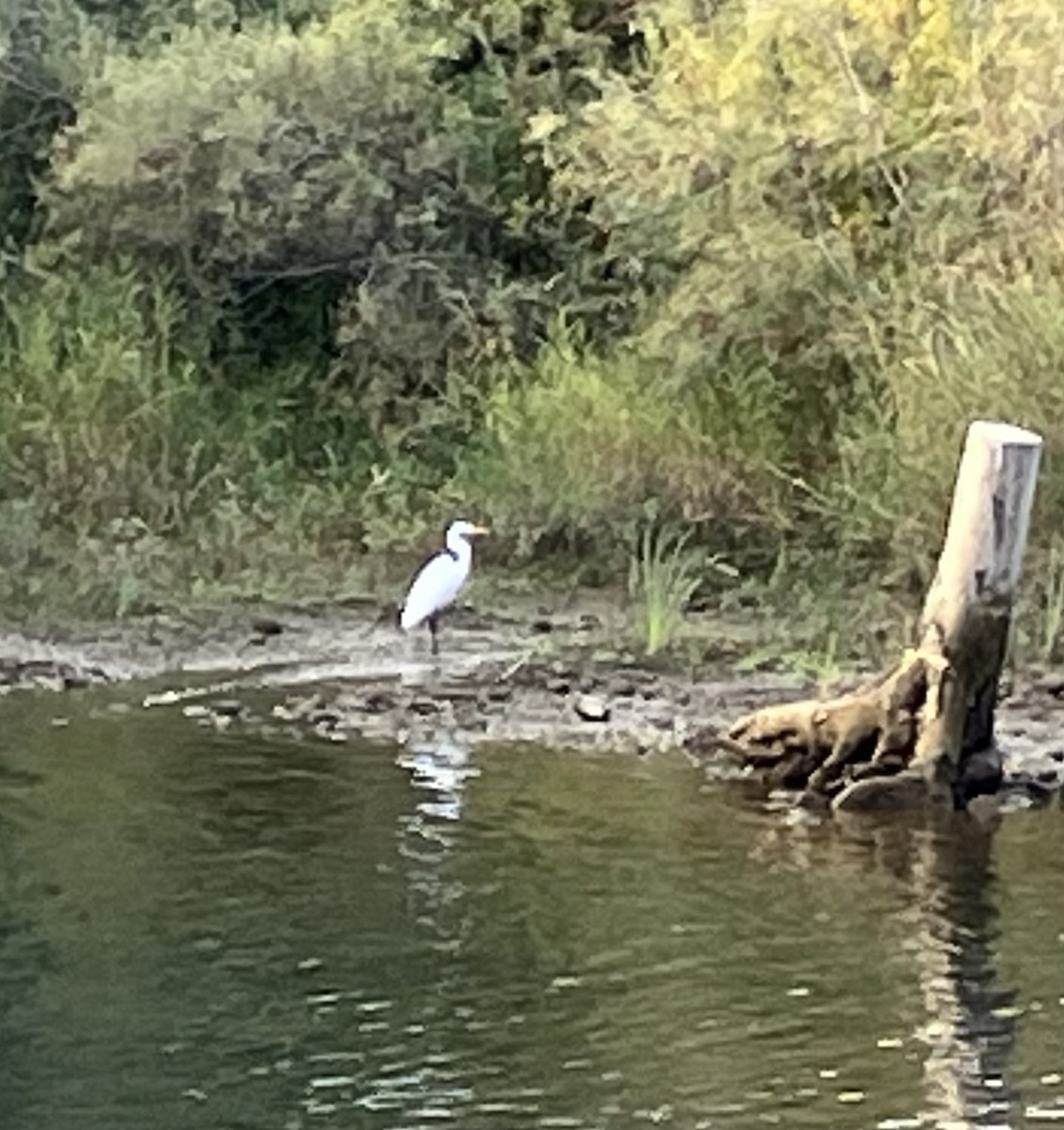 Great Egret - ML644037816