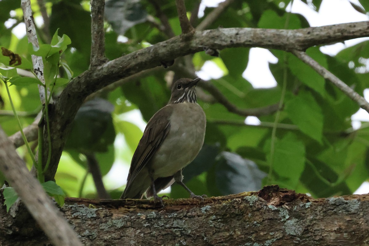 White-throated Thrush - ML644037817