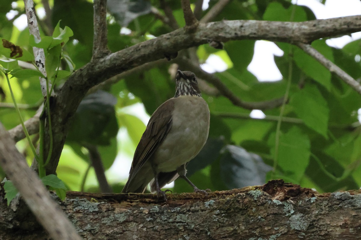 White-throated Thrush - ML644037818