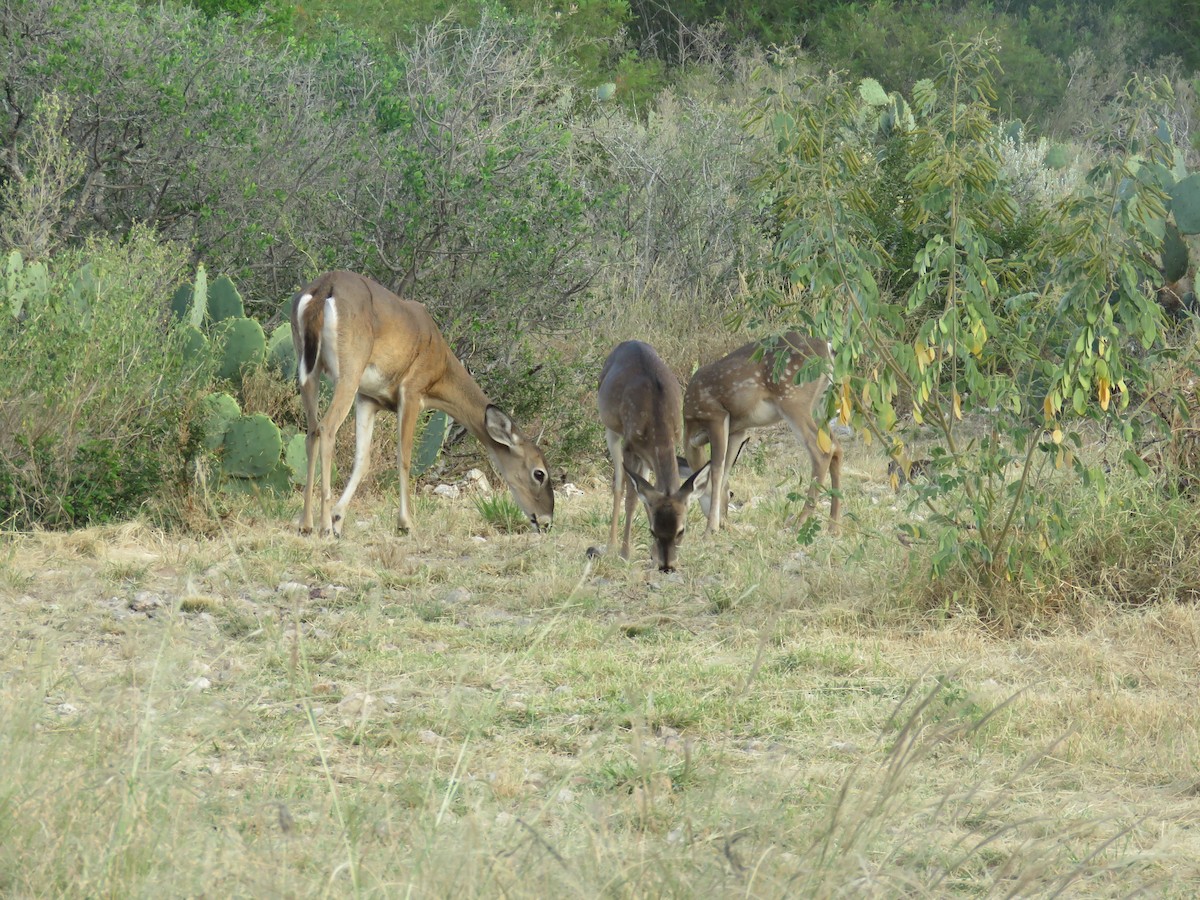 Animals - ML644037820