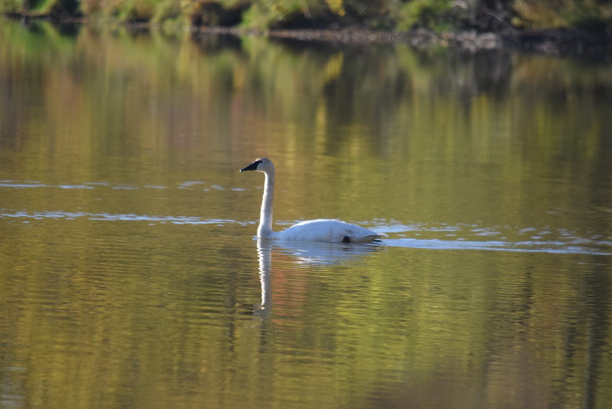 Лебідь-трубач - ML644037825