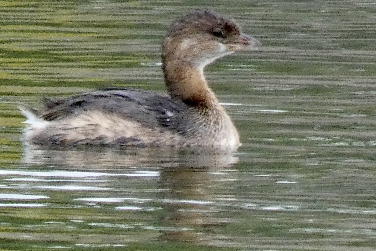 Pied-billed Grebe - ML644037833