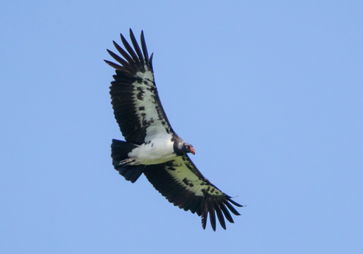 King Vulture - ML644037834