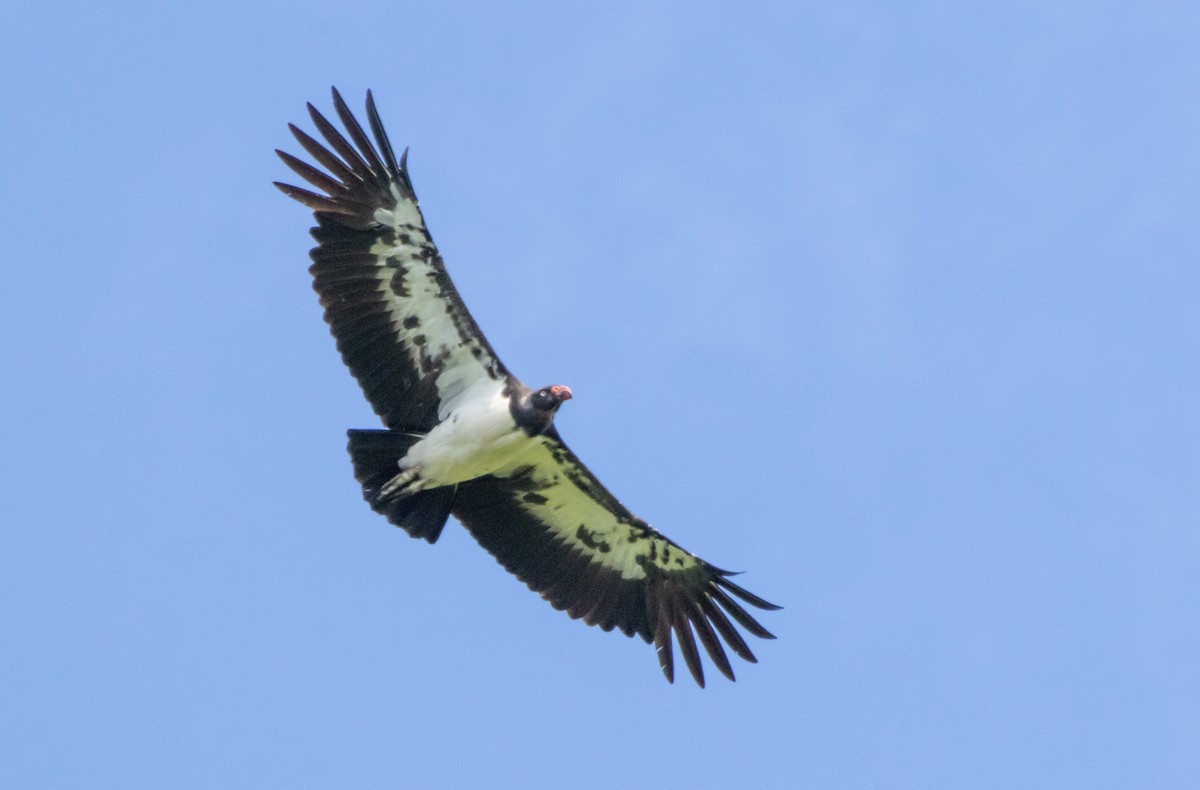 King Vulture - ML644037835