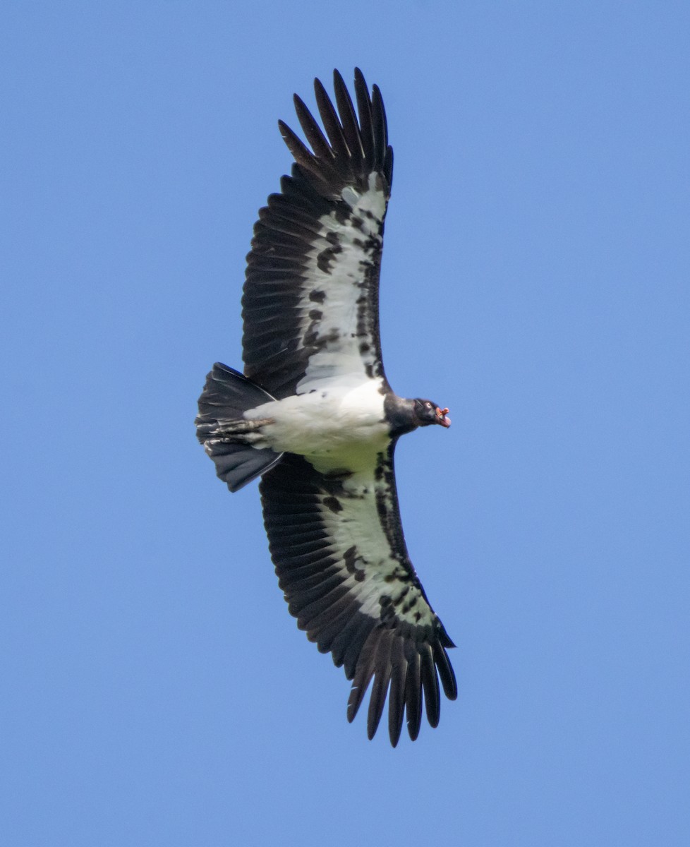 King Vulture - ML644037837