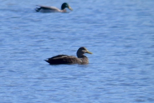 Крижень американський - ML644037839