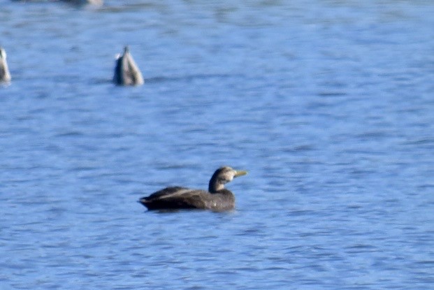 Крижень американський - ML644037840