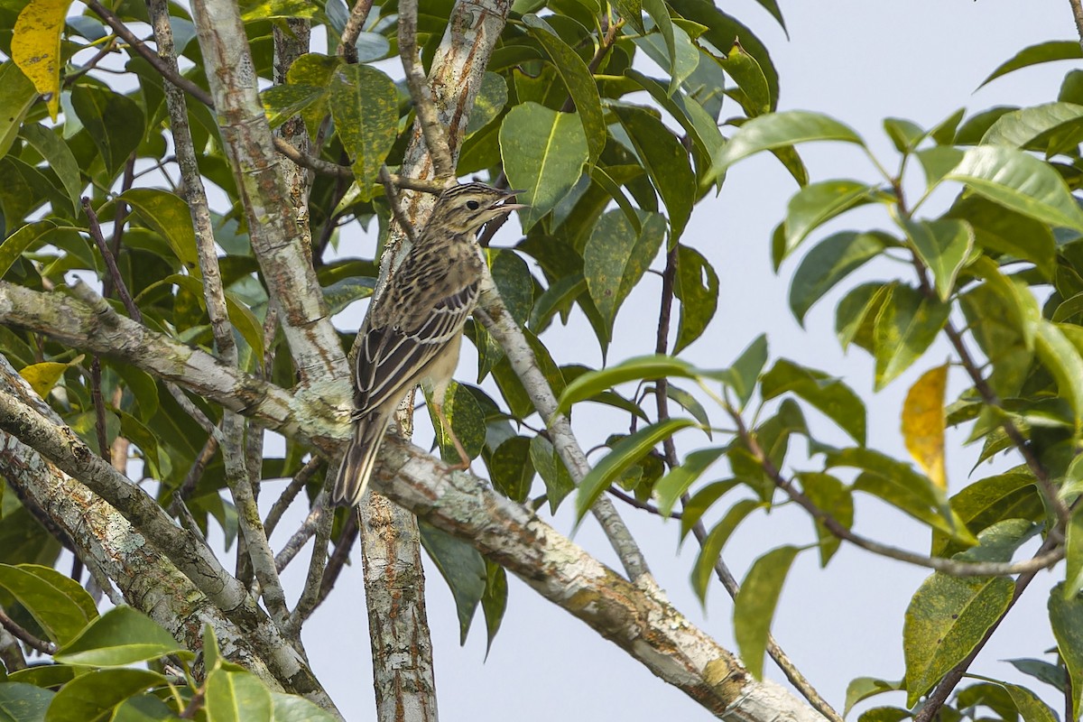 Blyth's Pipit - ML644037848