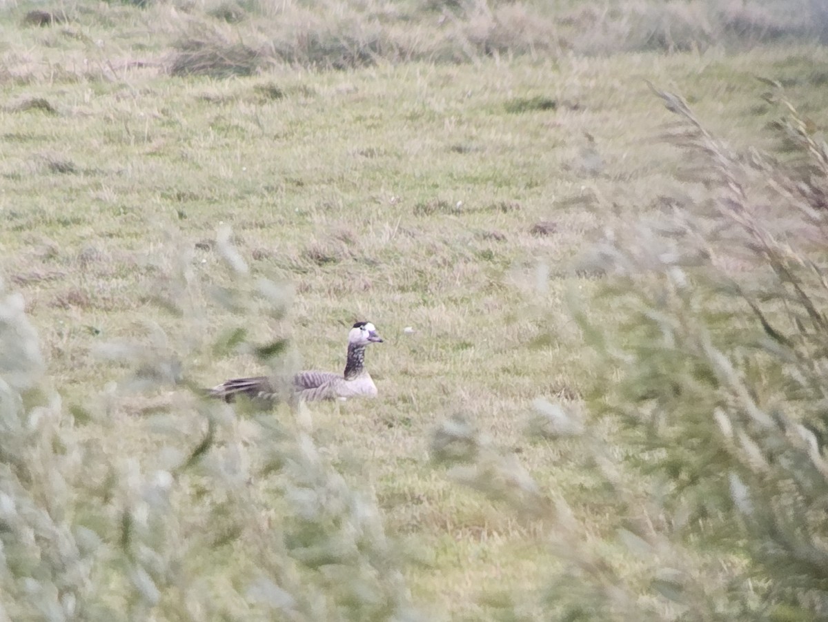 Graylag x Canada Goose (hybrid) - ML644037869