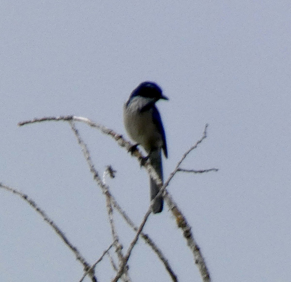 California Scrub-Jay - ML644037878