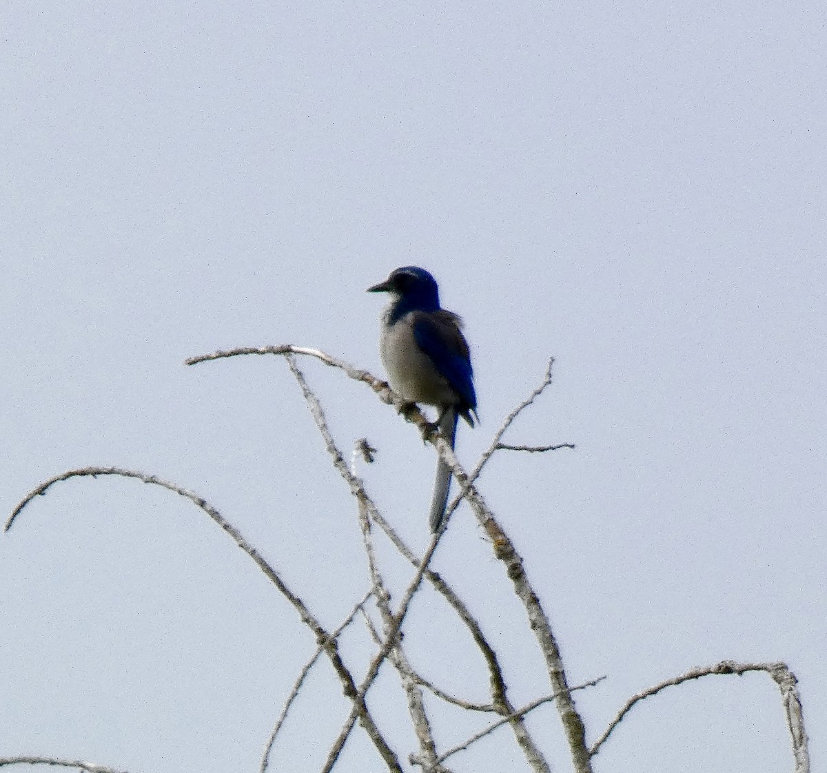 California Scrub-Jay - ML644037879